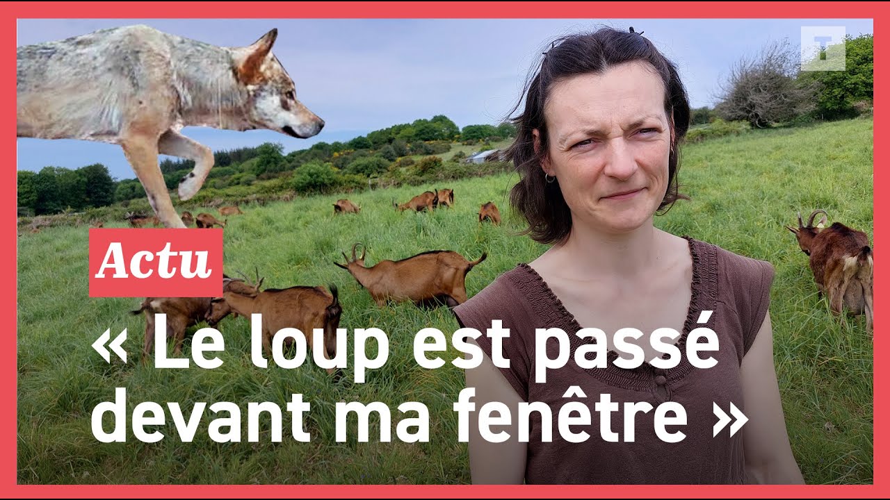 Exclusif : En Bretagne le loup est passé près de sa chèvrerie... sans faire de dégâts