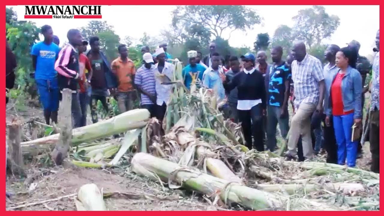 Tembo wavamia hekari 100 Handeni na kuharibu mazao, DC Mchembe awapooza