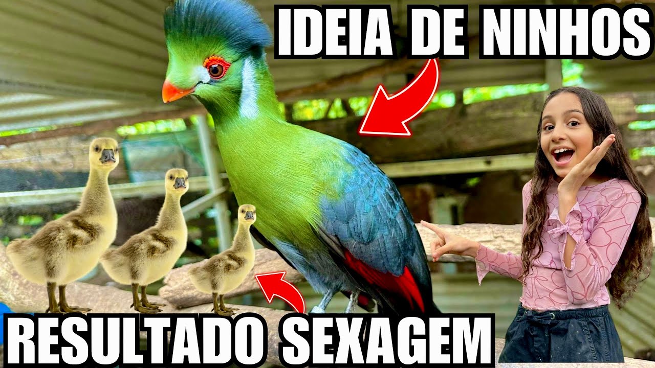 Como &eacute; o Ninho do Turaco | Plantando Alpiste | Resultado sexagem dos gansos | Aves Recriar 