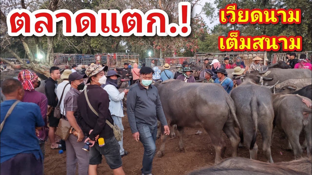 EP.2152 ตลาดนัดโคกระบือ วันอังคาร 20 ม.ค.2569 #ราคาควายล่าสุด #ราคาควายเนื้อ | Chợ Trâu | livestock