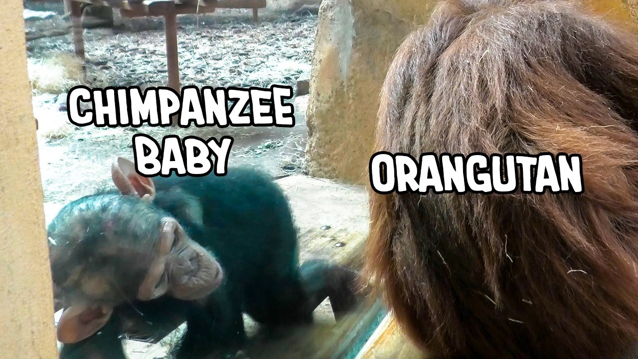 Gorillas, Chimpanzees, and Orangutans are Face to Face at Zoo La Palmyre