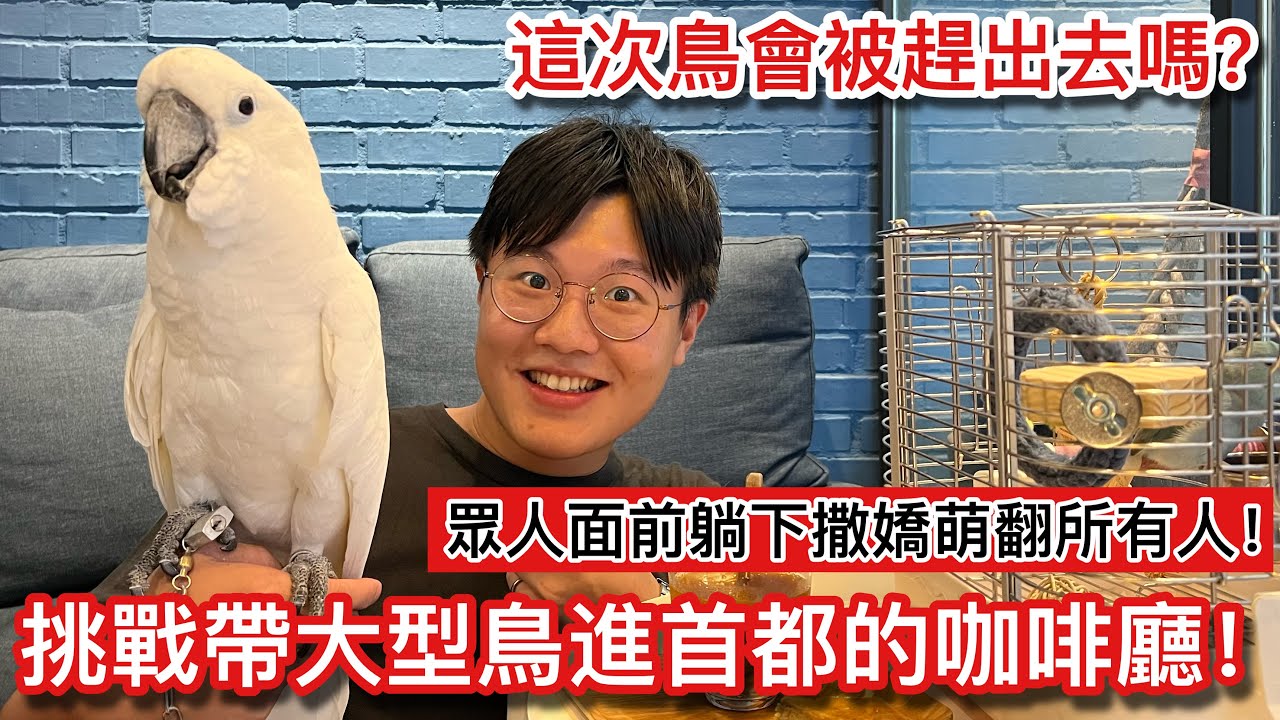 大巴丹！推坑小王子「咘迪」帶去高級咖啡廳會被趕出來嗎？最後驚呆眾人討下撒嬌融化每個客人！老闆居然也是「超資深」鳥奴！【鸚鵡小木屋】【寵友地圖EP4】