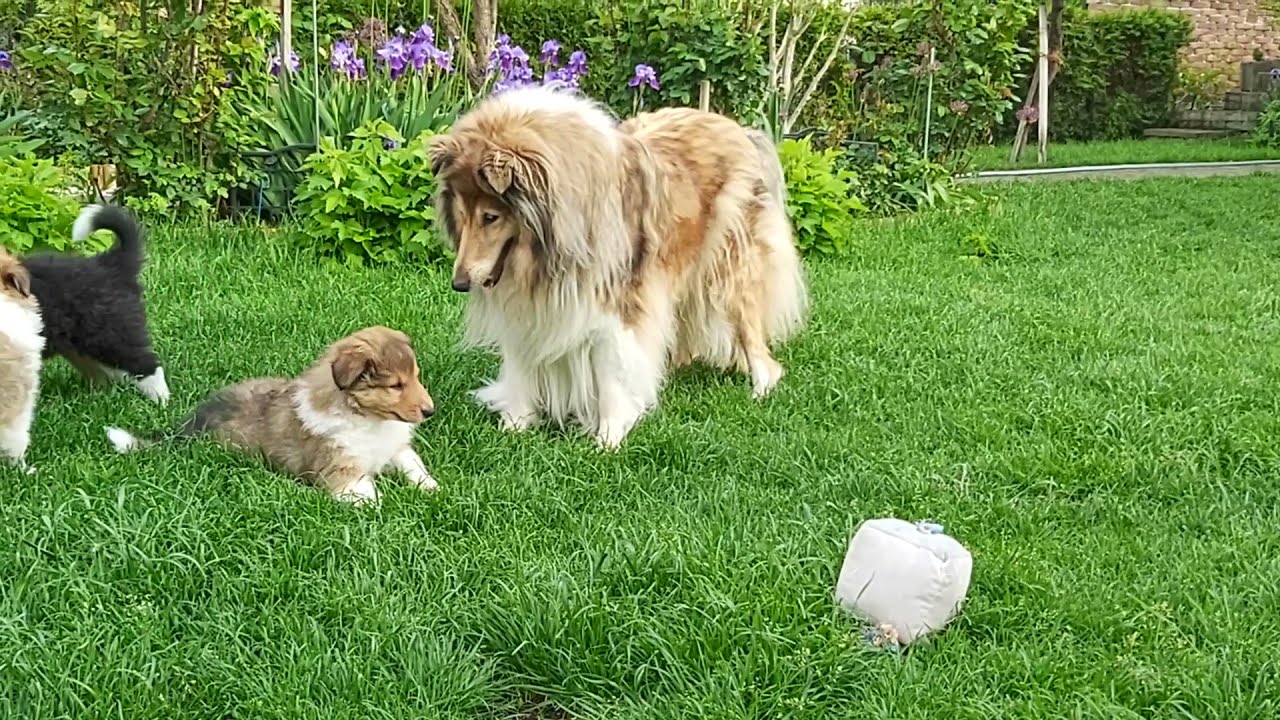Collie Welpen,  Mai-Juni 2021