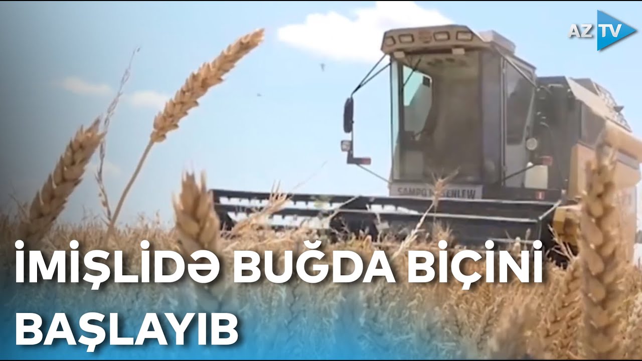 İmişlidə buğda biçini başlayıb