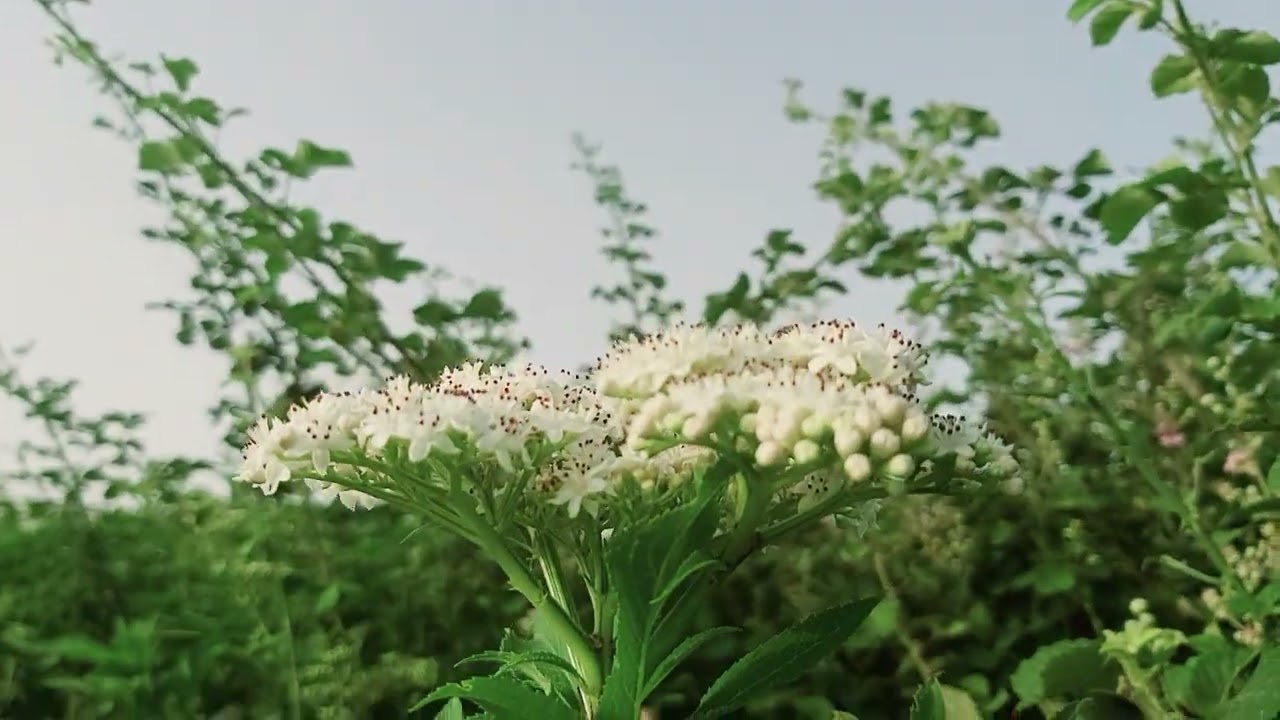 &lrm;@New things in nature&nbsp; Sambucus ebulus,dwarf elder,qingla(4)