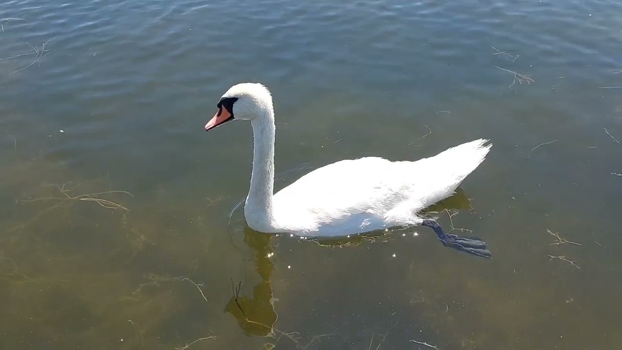 Statiunea Neptun, Lebedele pe Lacul Neptun II
