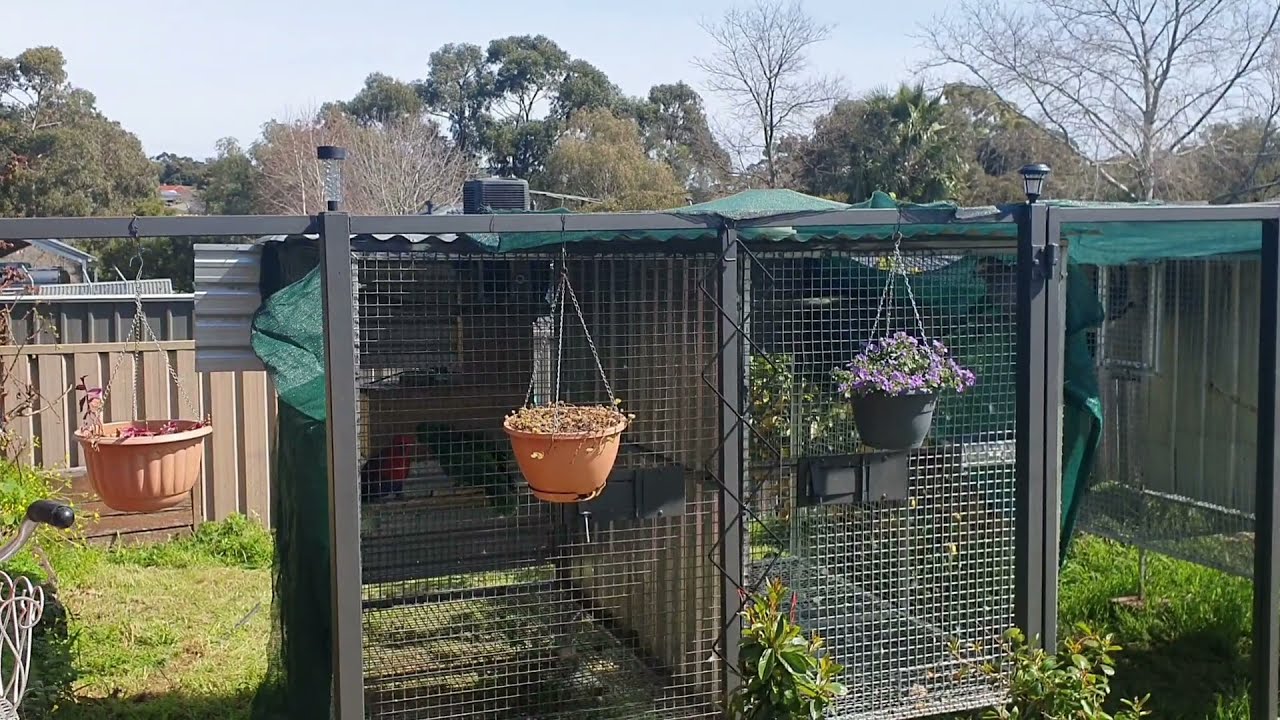 Backyard mixed birds Aviary and Quails breeding | Eclectus parrot, lorikeets and Congo Grey parrots.