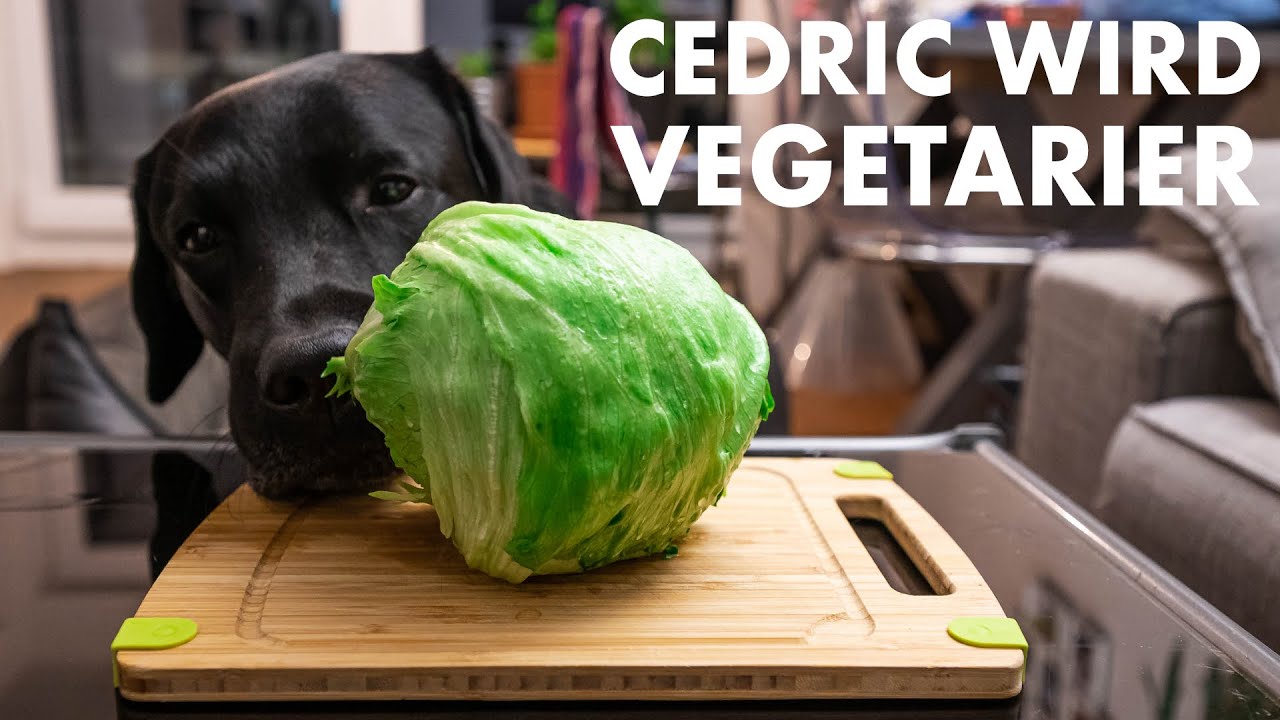 Cedric der Labrador - 145 | Cedric wird Vegetarier