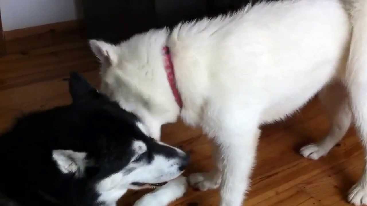 Canadian Eskimo Dog - pup waiting for his breakfast