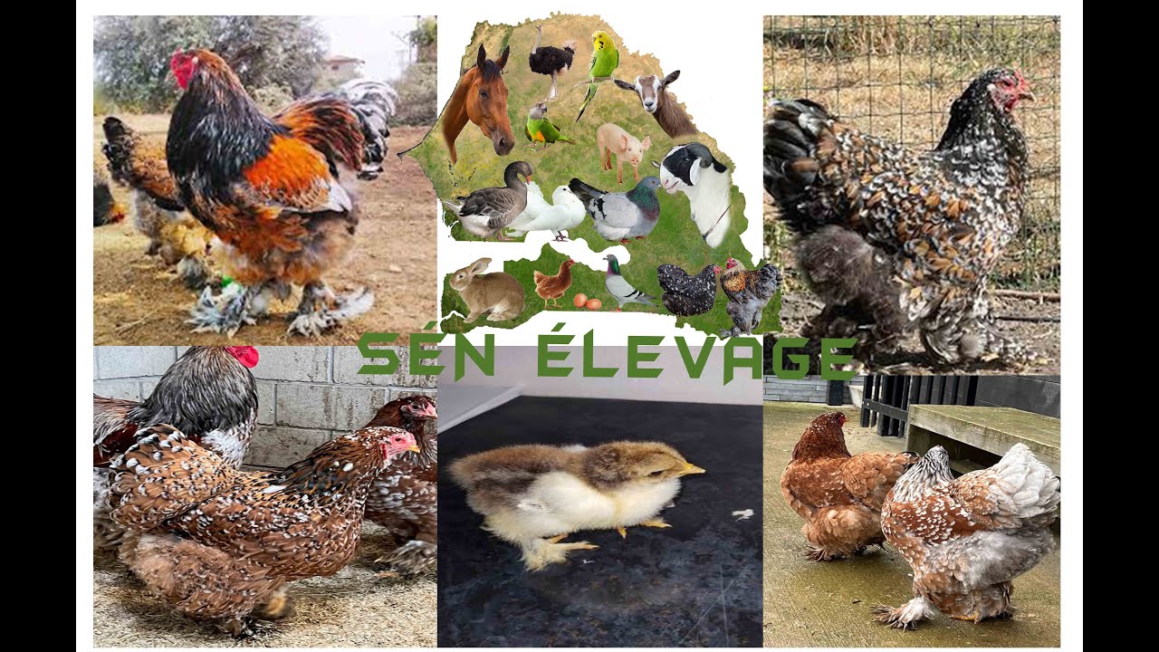 Sén Elevage : Rubrique Brahmane Porcelaine et Cochin Caillouté
