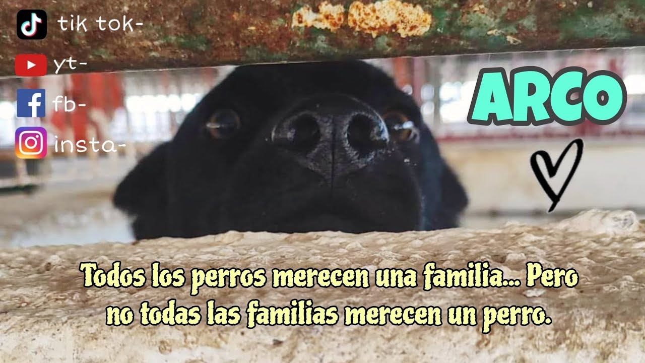 Todos los perros merecen una familia, pero no todas las familias merecen un perro.