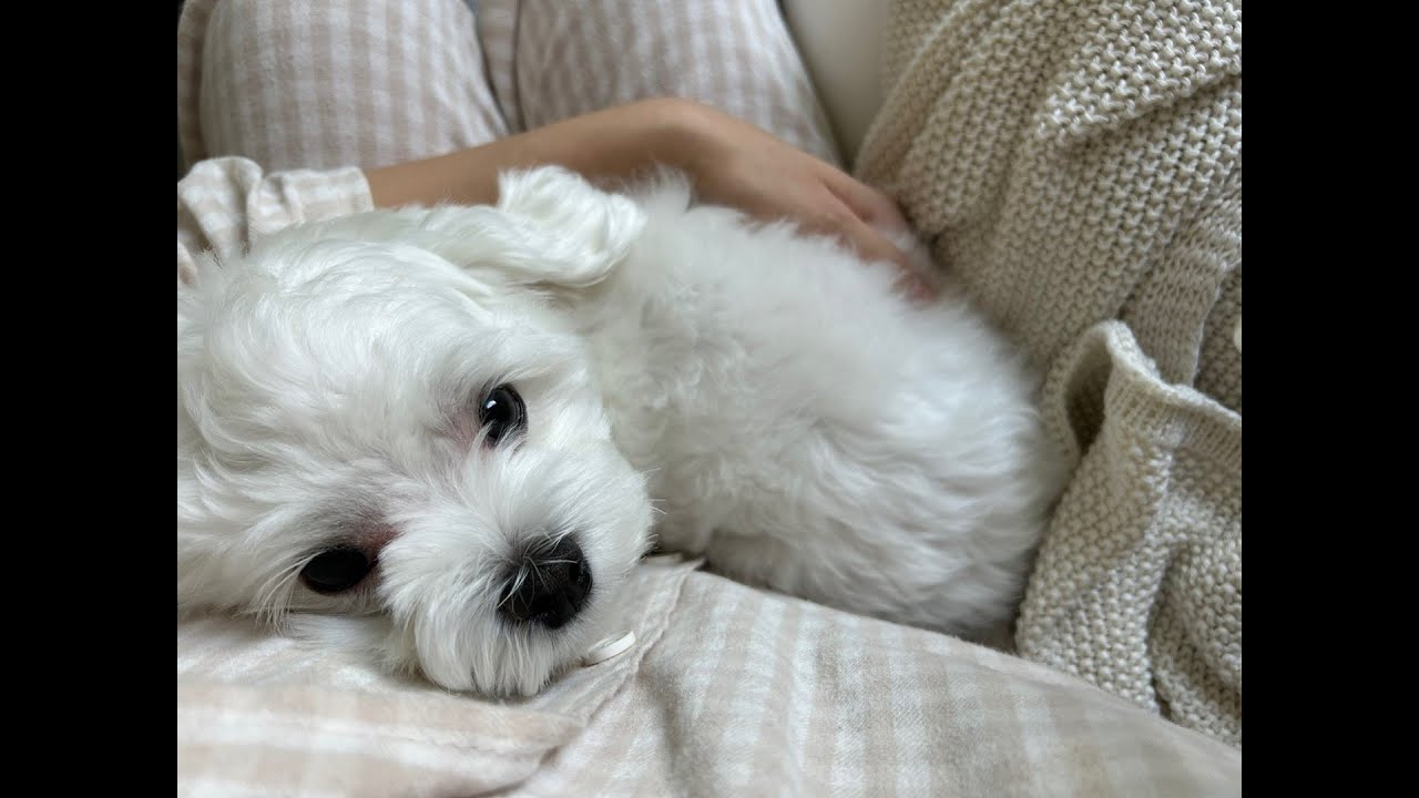 야간똥꼬쇼