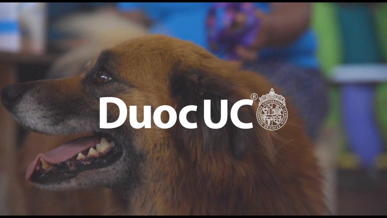 Operativo Veterinario - Duoc UC - Sede San Bernardo
