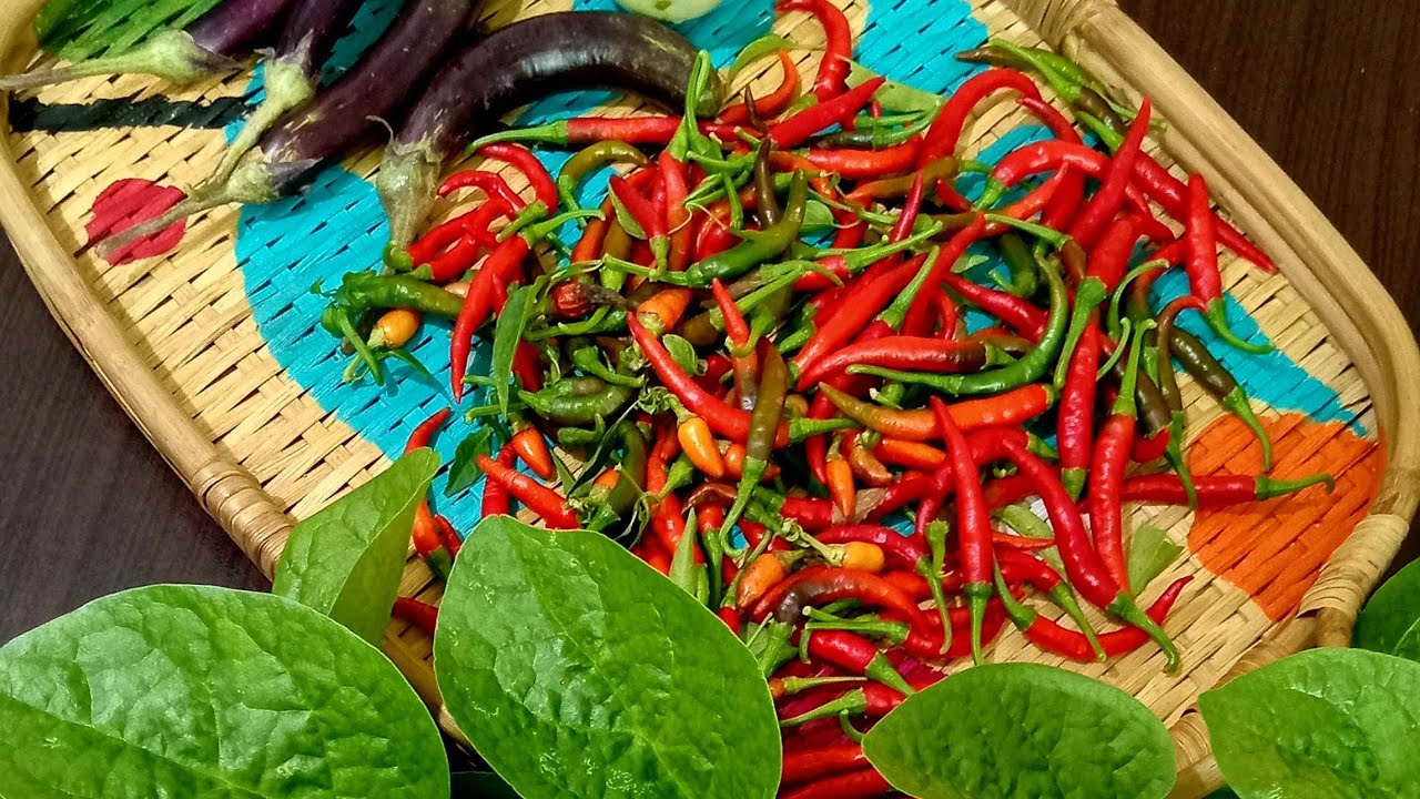 ছাদ বাগান থেকে আজ কি কি হারভেস্ট করলাম #gardening #harvest #rooftopgarden