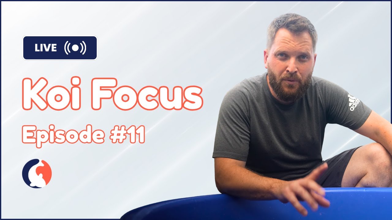 Orange Monkey Prize Competition & Koi Auctions | Koi Focus EP11