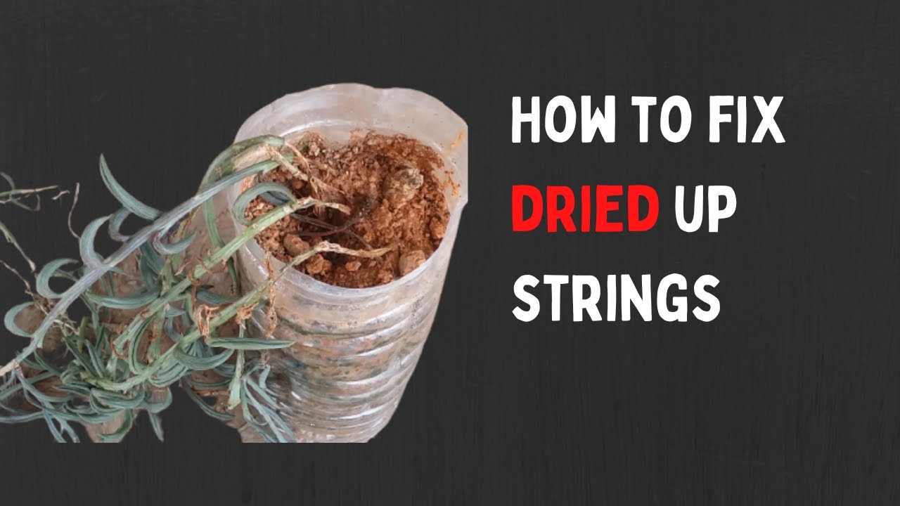 || HOW TO FIX DRIED UP STRINGS ||