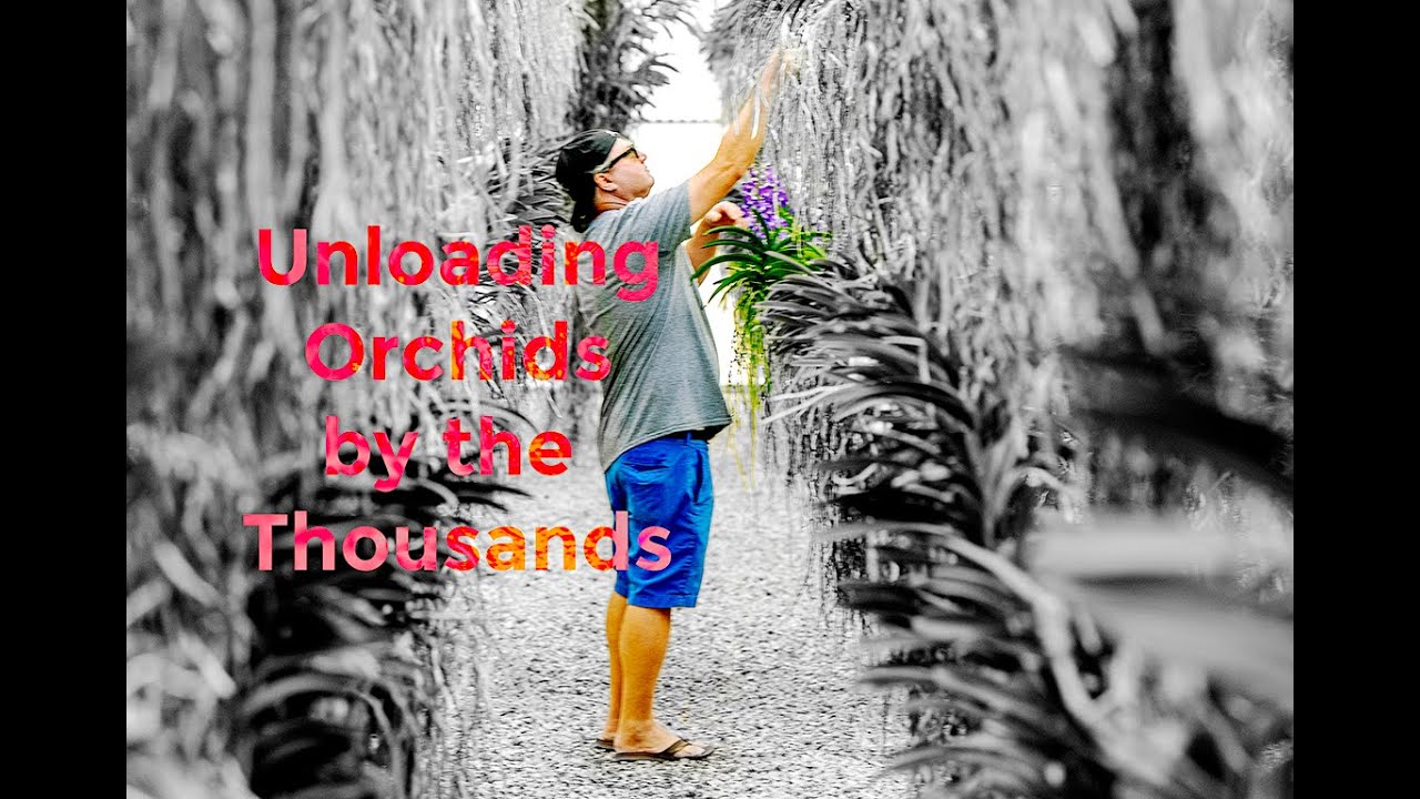 How we unload 5000 Orchids From Thailand