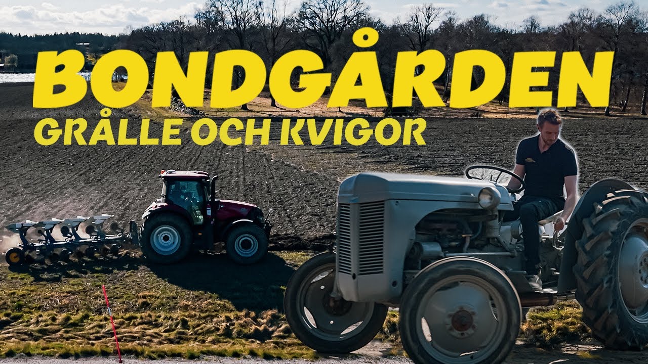 Kör GRÅLLE och släpper ut KVIGORNA!
