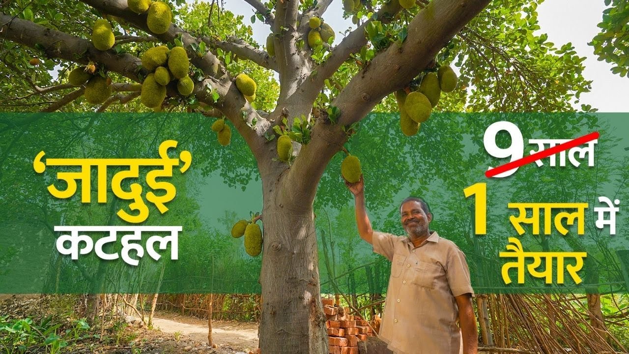 एक साल में कैसे तैयार करें कटहल की फसल? बता रहे हैं किसान शोभाराम | Jackfruit Farming | Kathal kheti