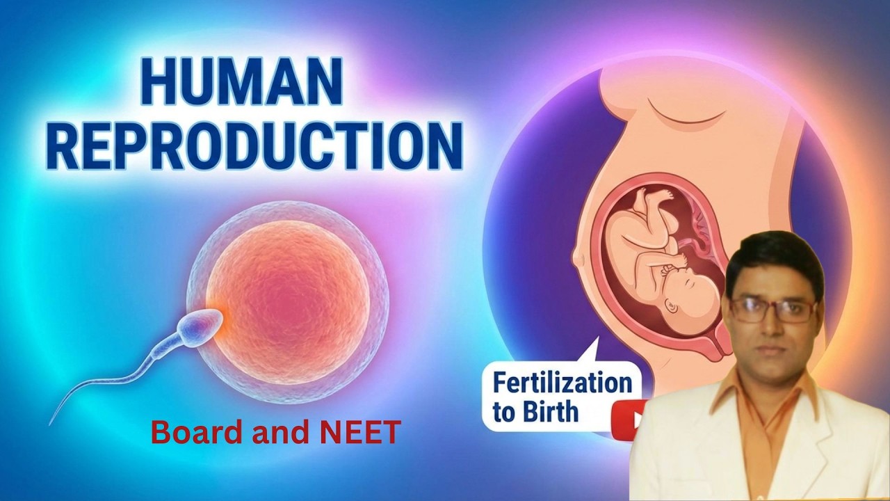 Human reproduction part 2 class 12