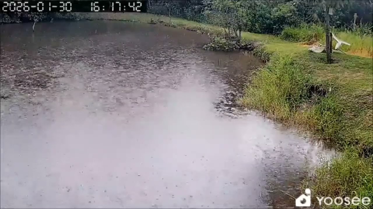 Foi jogar a ração para os peixes, mas a chuva chegou #tilapia #chuva 