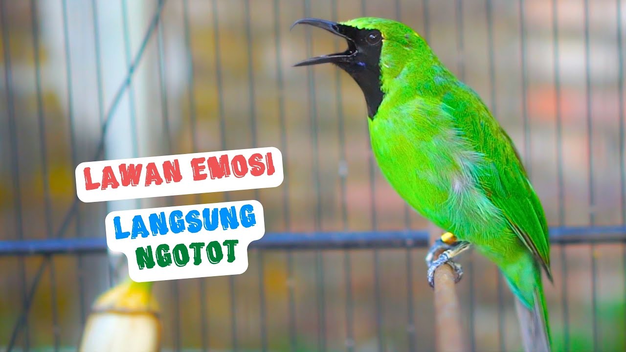 Pancingan Cucak Ijo Gacor Efektif Buat Menaikan Mental Ijo Bahan Seketika Mau Emosi Langsung Jamtrok