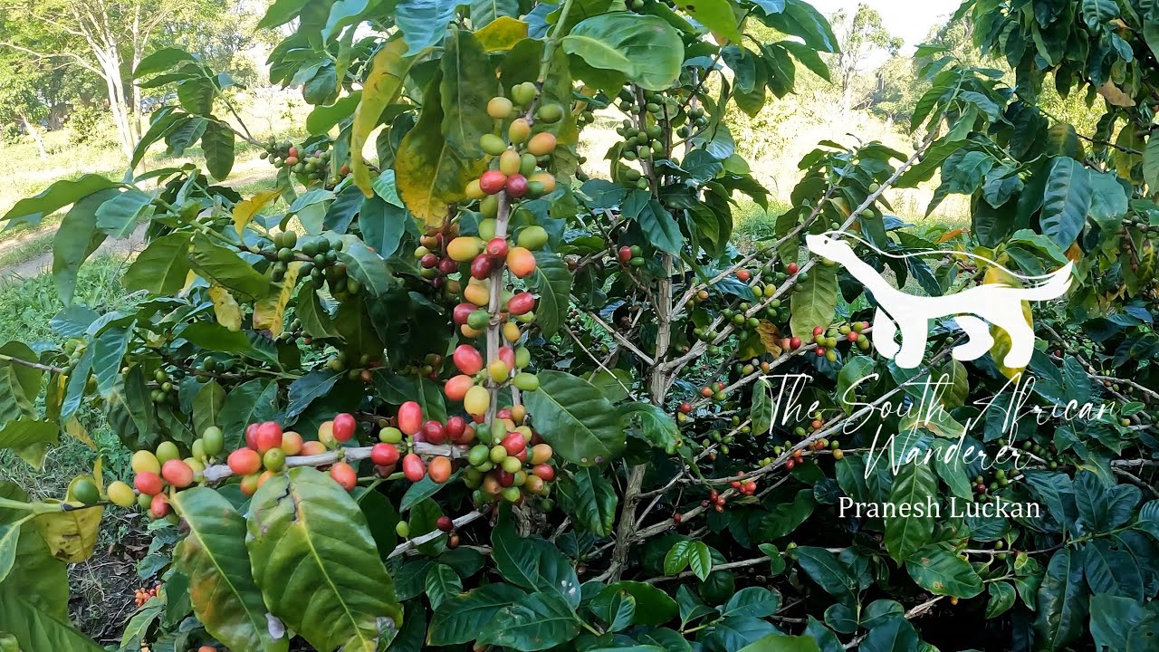 Beaver Creek Coffee Farm Tour - Did you know we have coffee farms in South Africa??