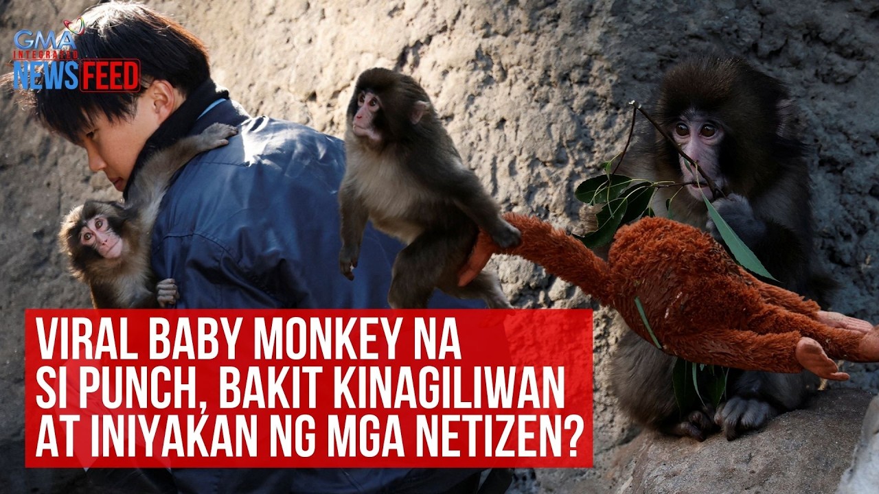 Viral baby monkey na si Punch, bakit kinagiliwan at iniyakan ng mga... | GMA Integrated Newsfeed