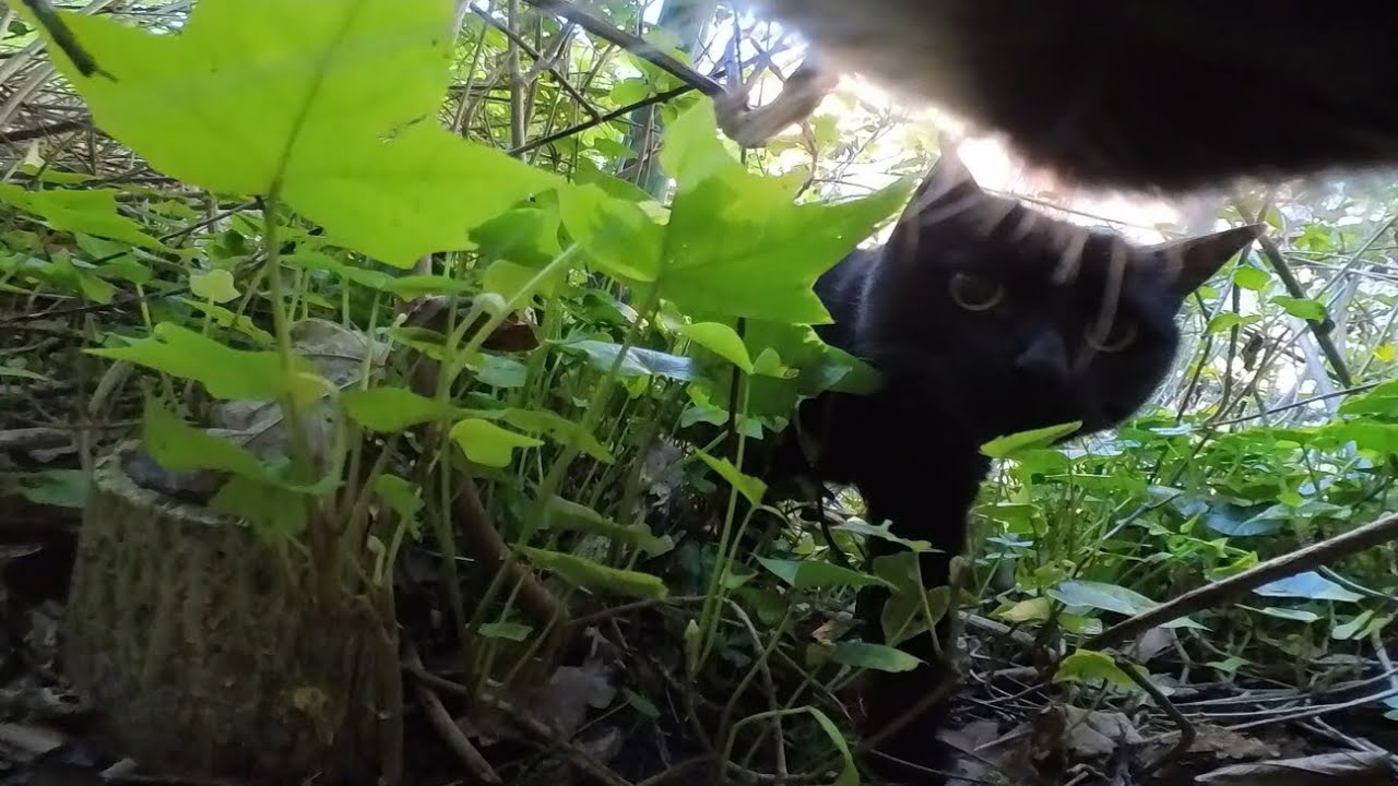 Cat wearing camera gets attacked