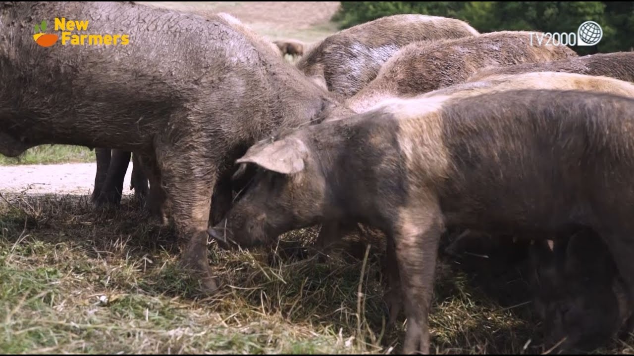 New Farmers - Il maiale brado dei Monti Sibillini