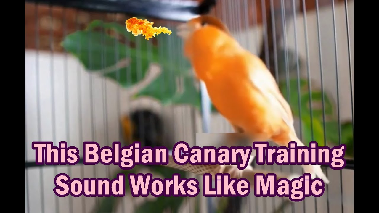 This Belgian Canary Training Sound Works Like Magic