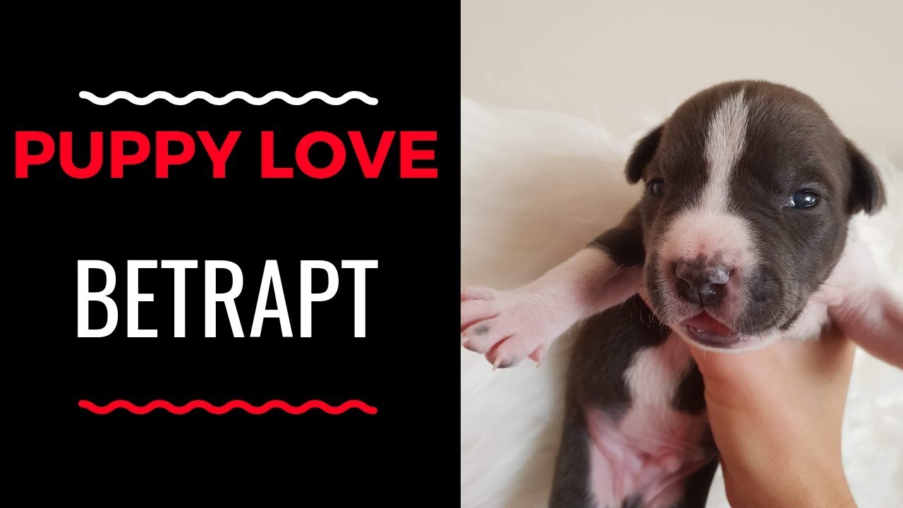 *BETRAPT* Ojee als we maar geen straf krijgen/Hoe gaat het met onze pup?