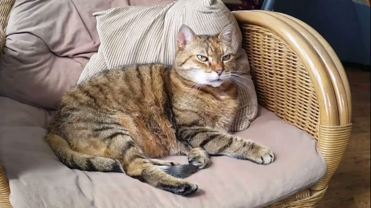 musik untuk menenangkan kucing birahi