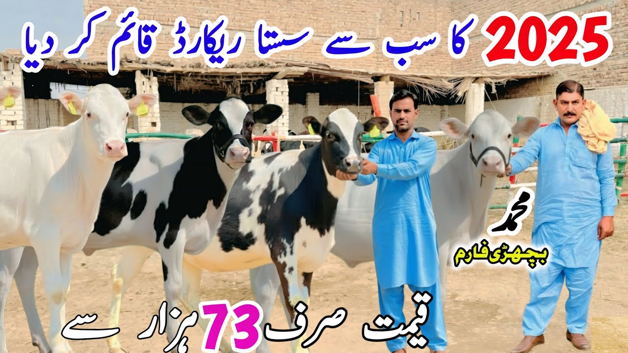 Imported HF Heifers For Sale in Punjab | Friesian Cross Heifers | Muhammad Bachri Farm 2025 