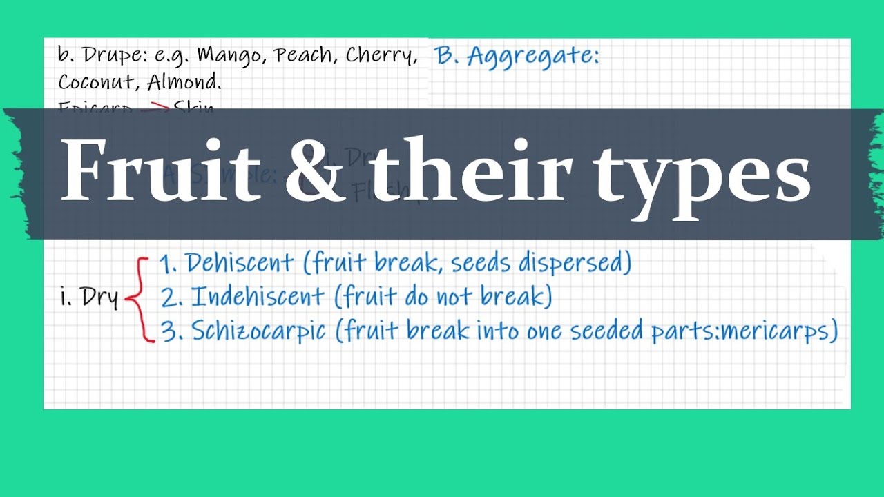 Fruit and their types (Detailed) | Angiosperm External Morphology | NEET, B.Sc. & M.Sc.