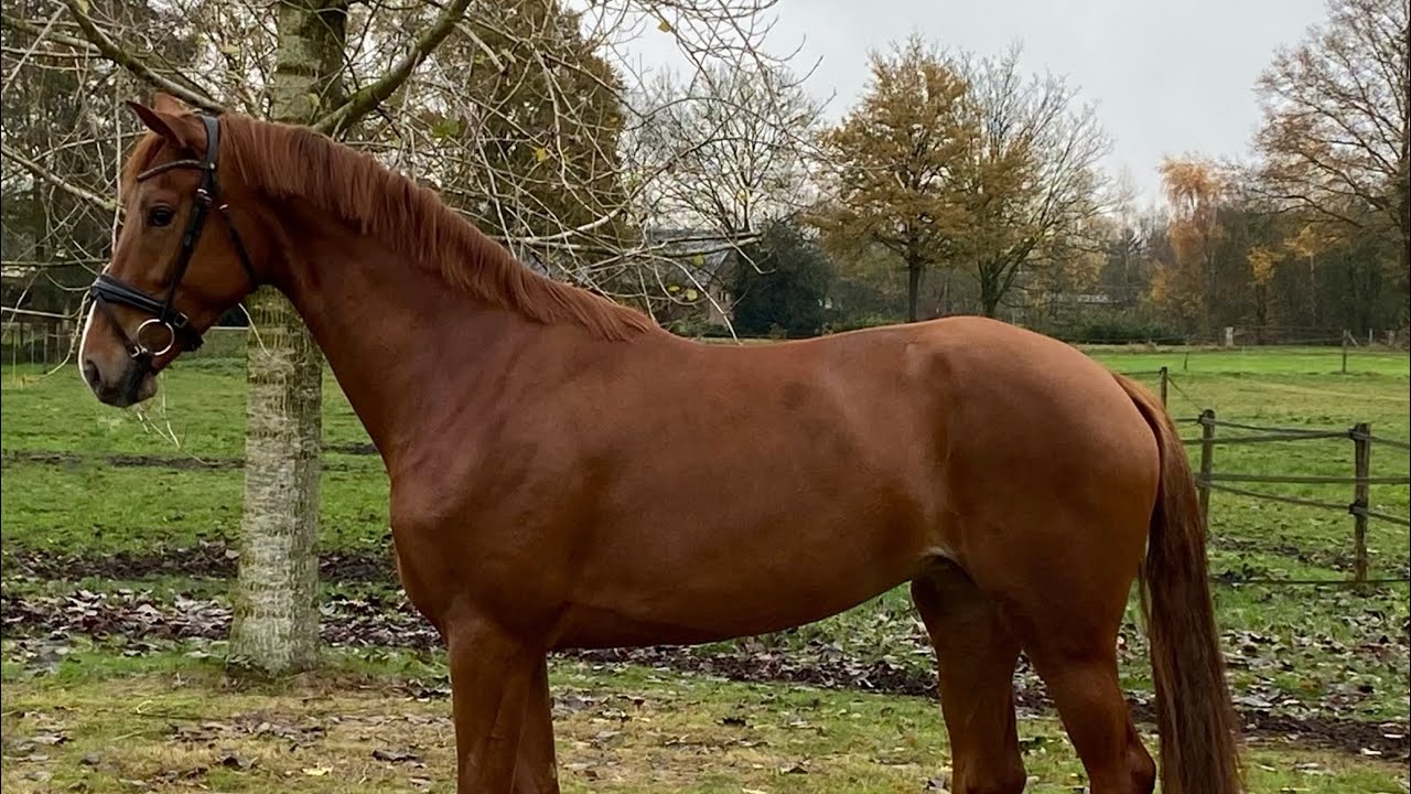 2021 mare by My Vitality