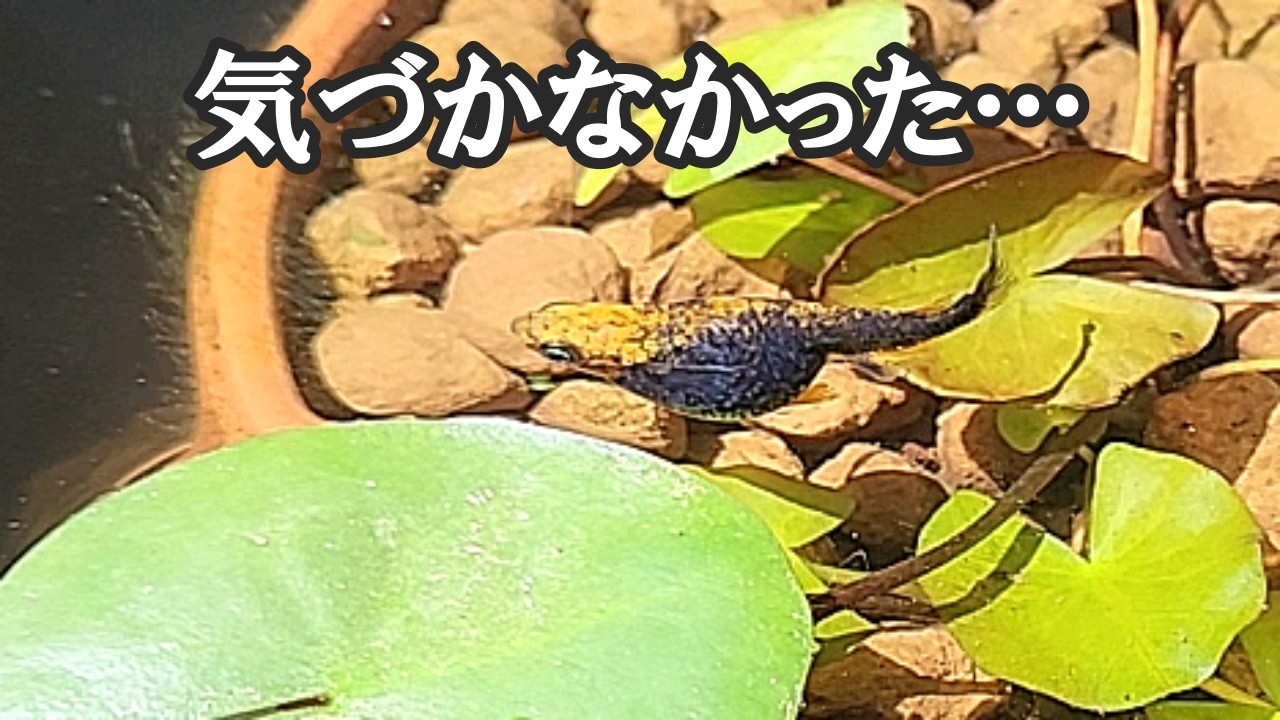 泳げないメダカが残した無言のメッセージが…