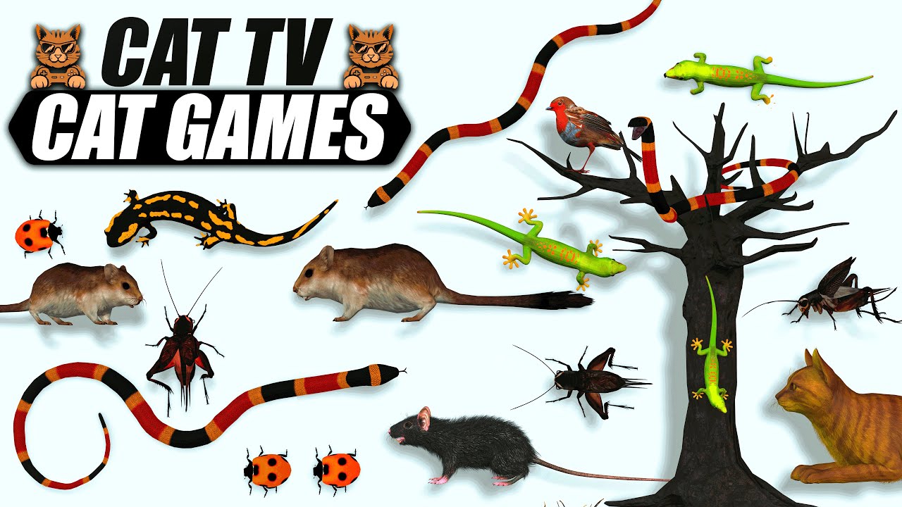 ULTIMATE CAT GAMES COMPILATION | BEST VIDEOS COLLECTION FOR CURIOUS CATS - CAT TV 🐾