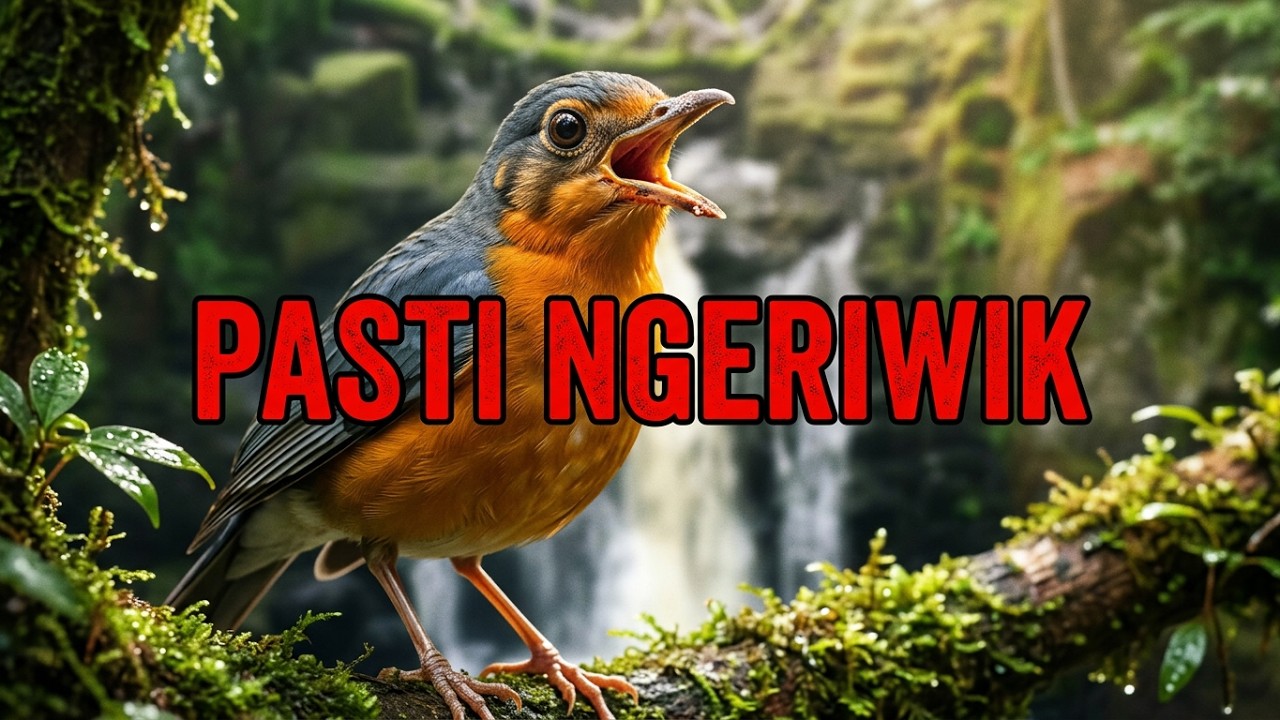 TERAPI AIR, TERAPI BURUNG ANIS MERAH MALAS BUNYI JADI NGERIWIK.