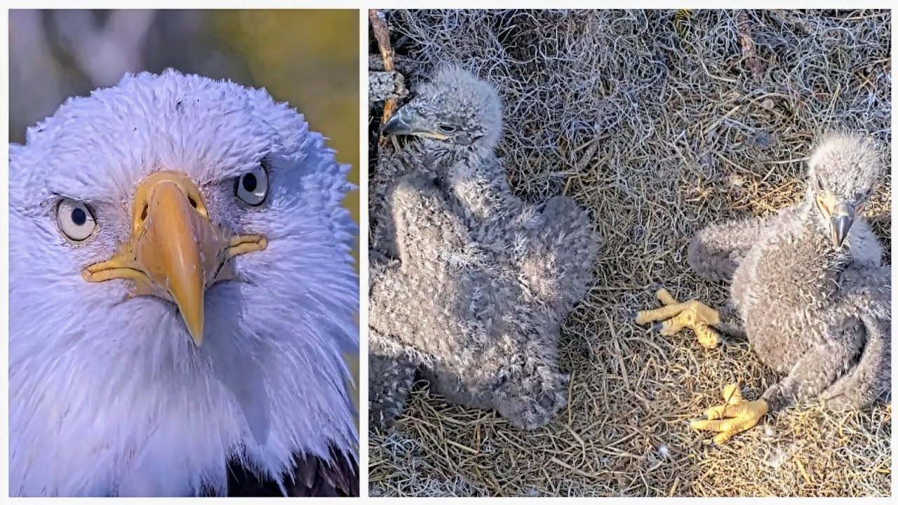 NEFL EAGLES 2026.1.22 💩Gabby's PS hits Cam 1! 😂Cam 2 footage and Beau's close-up.