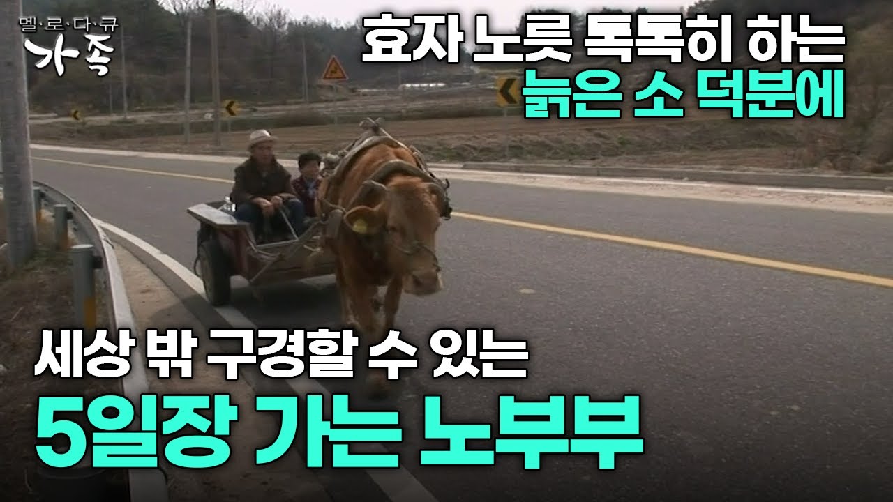 [다큐 ‘가족’ 65회 1부] 효자 노릇 톡톡히 하는 늙은 소 덕분에 유일하게 세상 밖 구경할 수 있는 5일장 가는 노부부