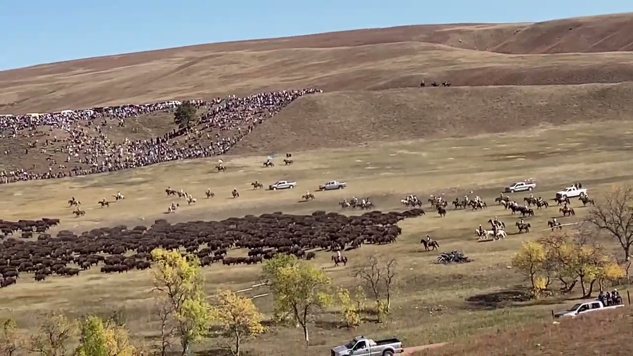 60th Annual Custer State Park Buffalo Roundup 2025