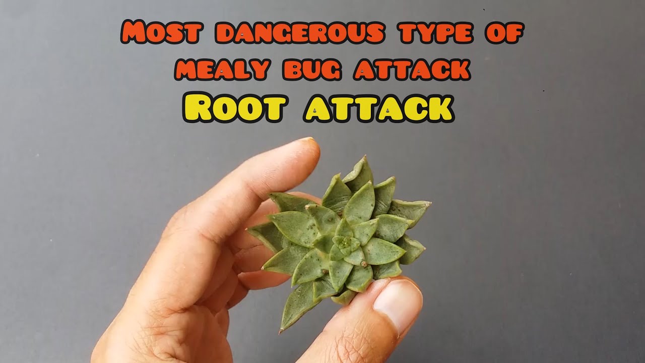 || HOW TO FIX SUCCULENT WITH ROOT MEALY BUG ||