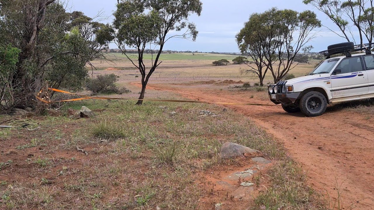 Collecting Wild Boxthorne for Bonsai  Aussie Bonsai Bloke