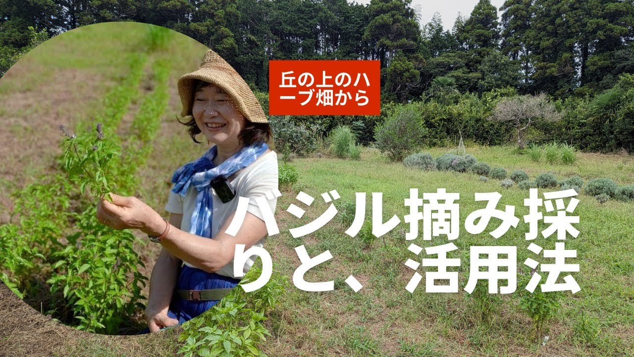 バジル摘みからバジル活用法いろいろ