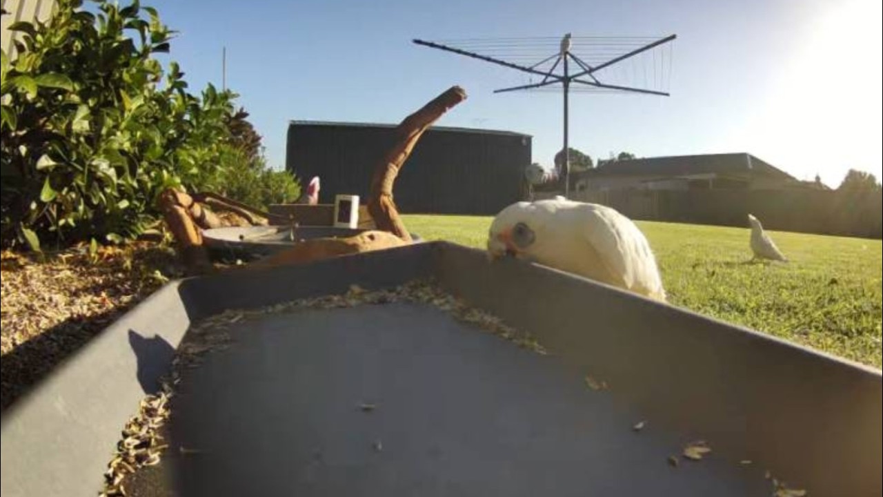 Australian Bird Feeder cam | 17/2/26  | hungry corellas  | lorikeets | galahs | peewee | no food