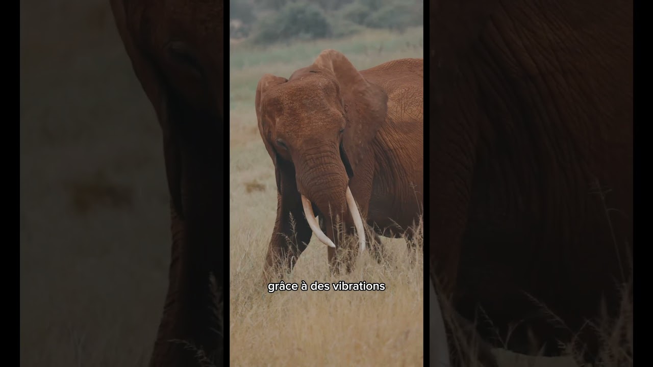 L’éléphant et ses secrets ! 