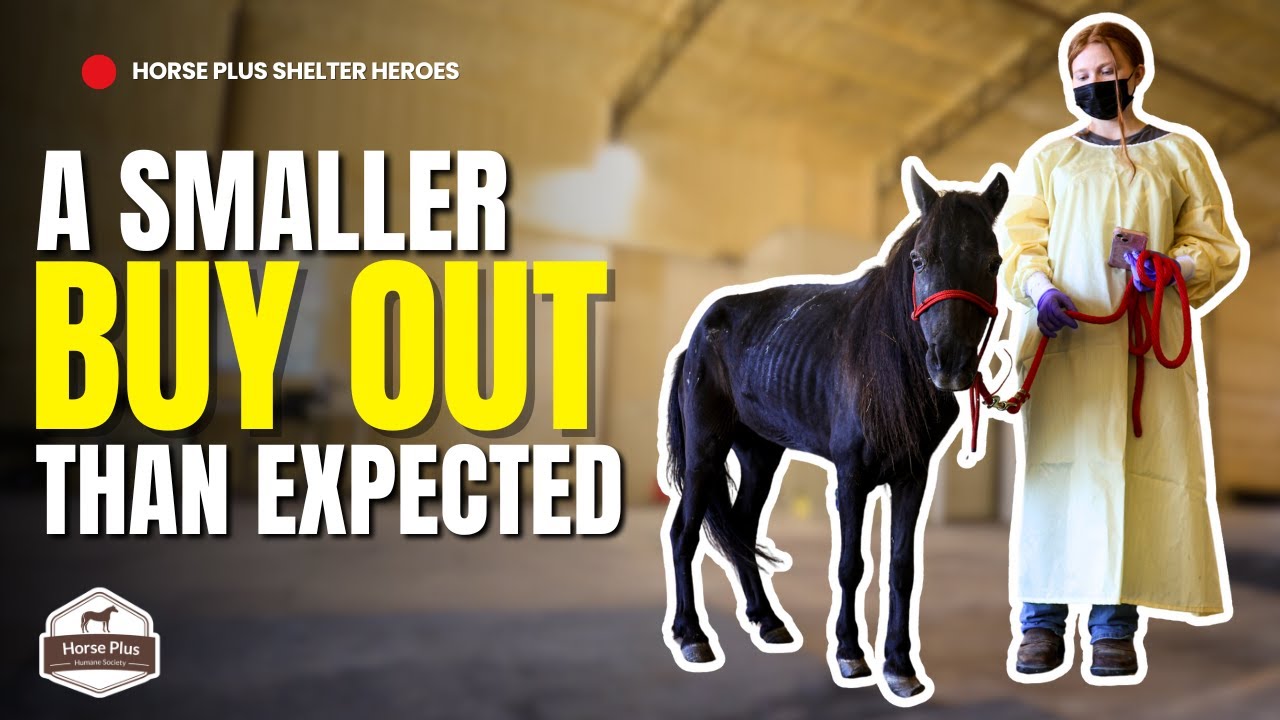 Witnessing End-Stage Laminitis | Horse Shelter Heroes - S6 E30