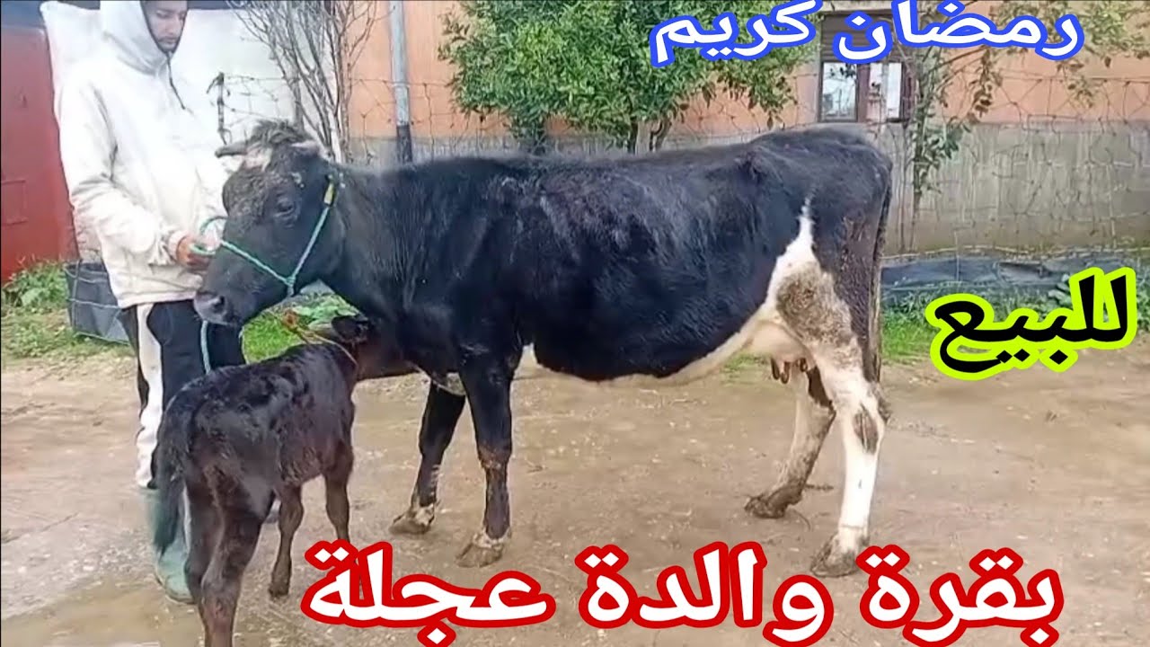 19 ألف درهم رخى الله 💫 بقرة والدة عجلة 19 ألف درهم‼️ إتصل 06.74.76.58.43📞 ألو سي رشيد نواحي الغرب🇲🇦 