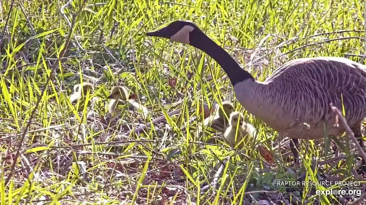 DECORAH GOOSE NEST Final Day Highlight Clip 2023